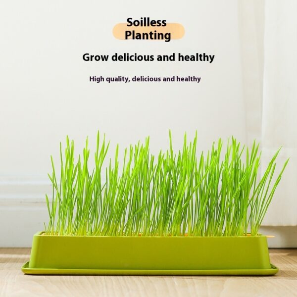 Soilless Hydroponic Wheat Cat Toy Seed Suit - Image 2