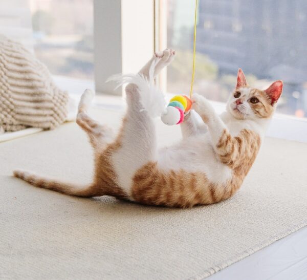 Cat Toys Simulated Caterpillar Cute Toys Funny Self-hey Interactive Toy Rope Grabbing Mouse Telescopic Hanging Cat Pet Supplies - Image 3