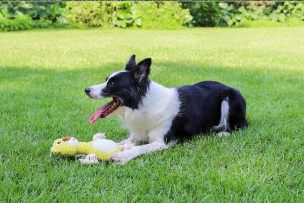 Bite-resistant Interactive Pet Dog Toy - Image 2
