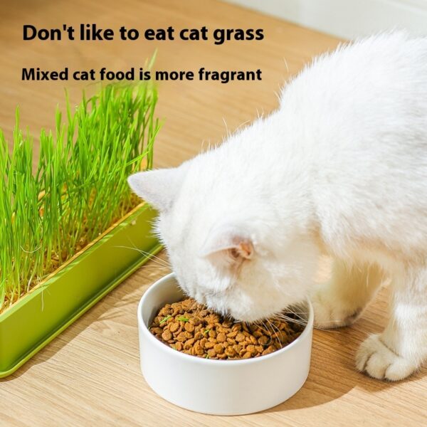 Soilless Hydroponic Wheat Cat Toy Seed Suit - Image 3