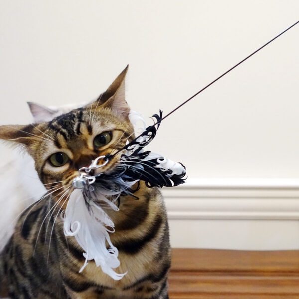 Tian Tian Cat Funny Cat Stick Cat Toy Bird Feather Wire - Image 5
