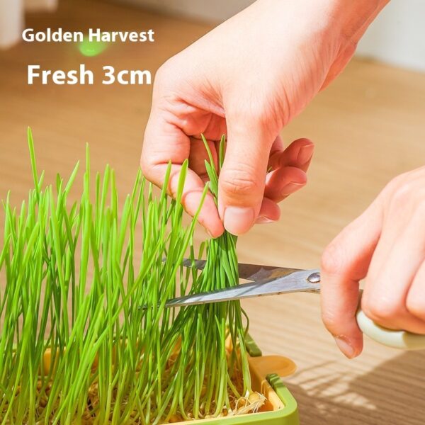 Soilless Hydroponic Wheat Cat Toy Seed Suit - Image 4